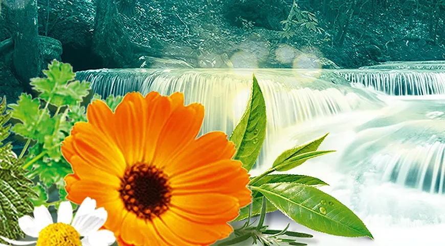 Как и с чем подавать травяные чаи