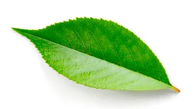 Листья вишни: описание продукта, как выбирать, что приготовить