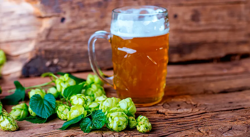 Хмель придает пиву горечь, аромат и выступает консервантом