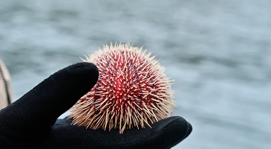 Съедобный морской еж (Echinus esculentus)