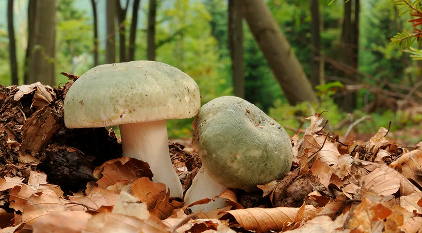 Сыроежка зеленая (Russula virescens) отличается слегка ореховым вкусом
