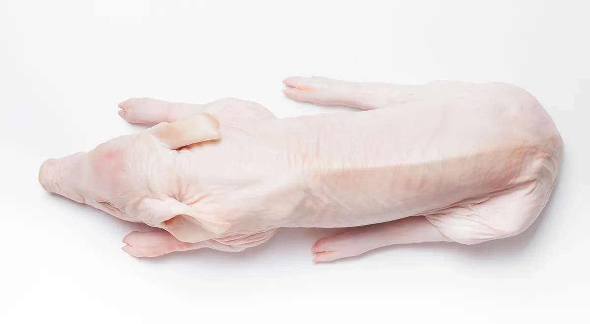 Молочный поросенок