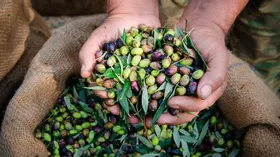 Как в Крыму выращивают оливки