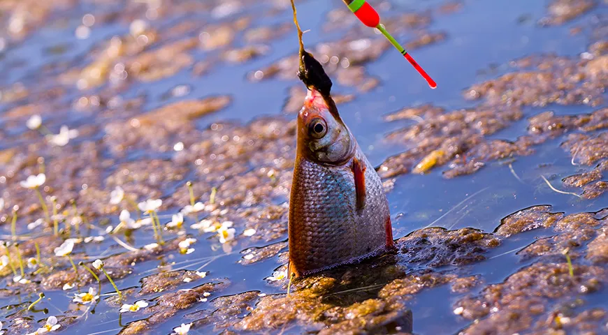 Вылавливают густеру круглый год, однако наилучшие по качеству и вкусу экземпляры встречаются с конца апреля по сентябрь