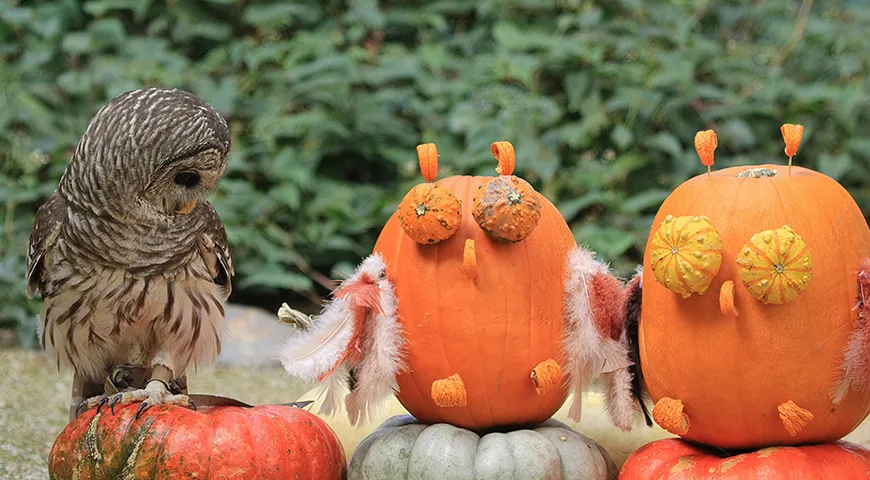 Сова из тыквы