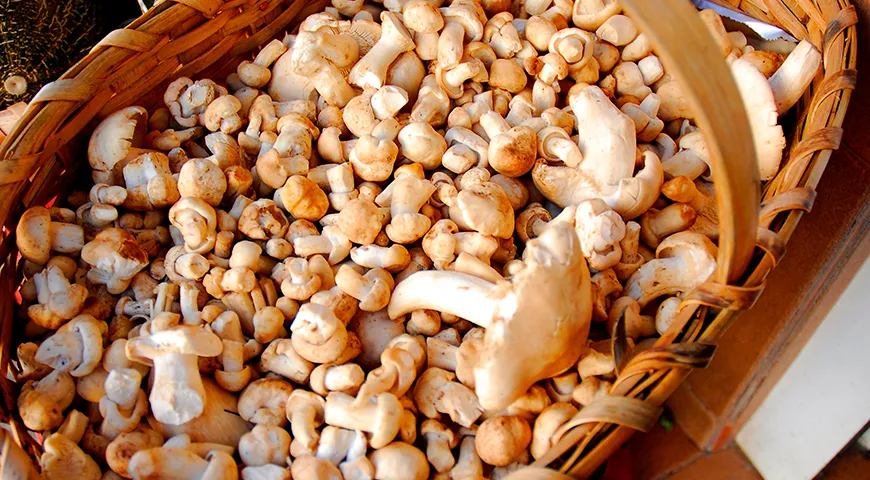 В средней полосе России основной урожай майского гриба собирают в первой половине мая, иногда в конце апреля или начале июня, если весна поздняя и прохладная