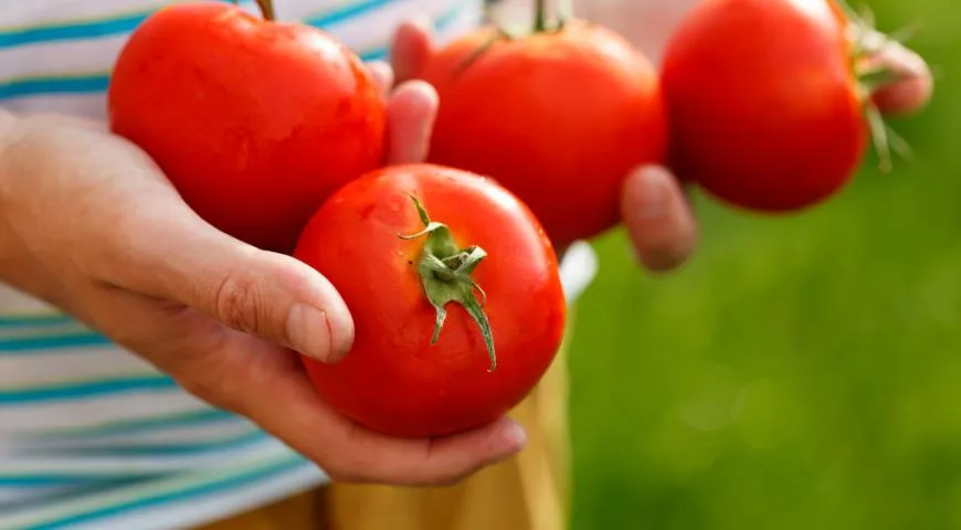 Экономная хозяйка: 5 вкусных блюд из помидоров