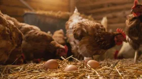 Долой конкурентов, производители хотят ограничить разведение куриц на дачах