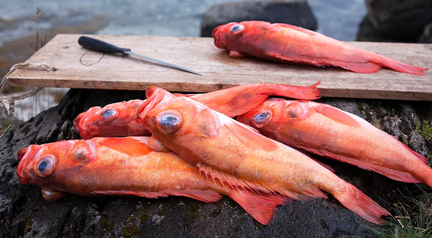 Атлантический красный окунь Sebastes marinus
