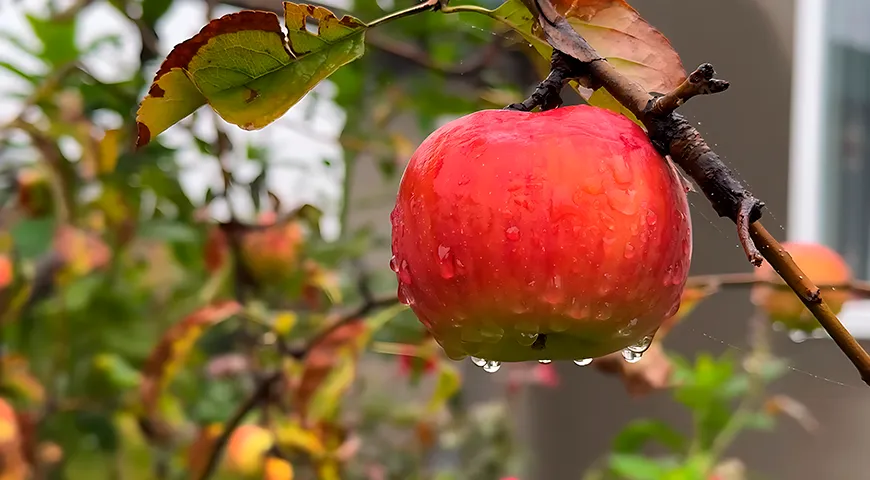 Благодаря глобальному распространению сорта, найти яблоки роял гала в продаже можно практически круглый год