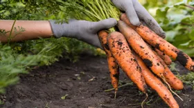 Международный день моркови: всегда ли корнеплод был оранжевым и помогает ли он видеть в темноте