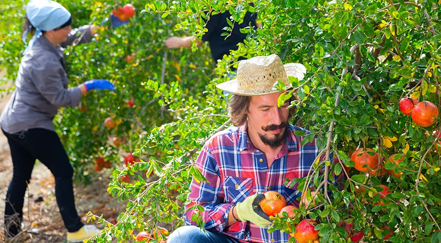 Для производства гранатового вина обычно выбирают местные сорта, которыми очень гордятся, адаптированные к конкретному региону