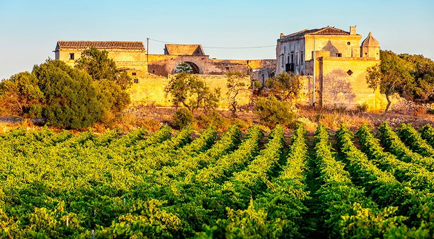 Виноградники и фермерский дом на заднем плане в Марсале, Сицилия, Италия