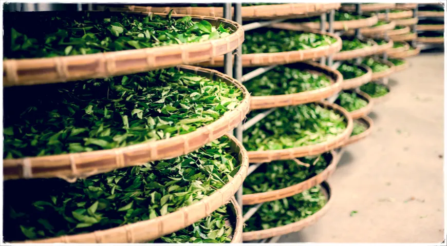 Начало ферментирования чайных листьев для приготовления улуна