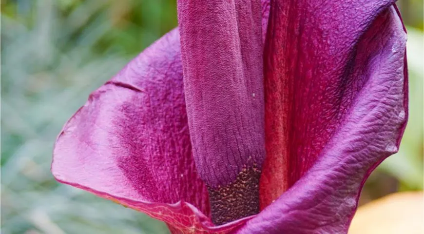 Аморфофаллус конжак очень красиво цветет