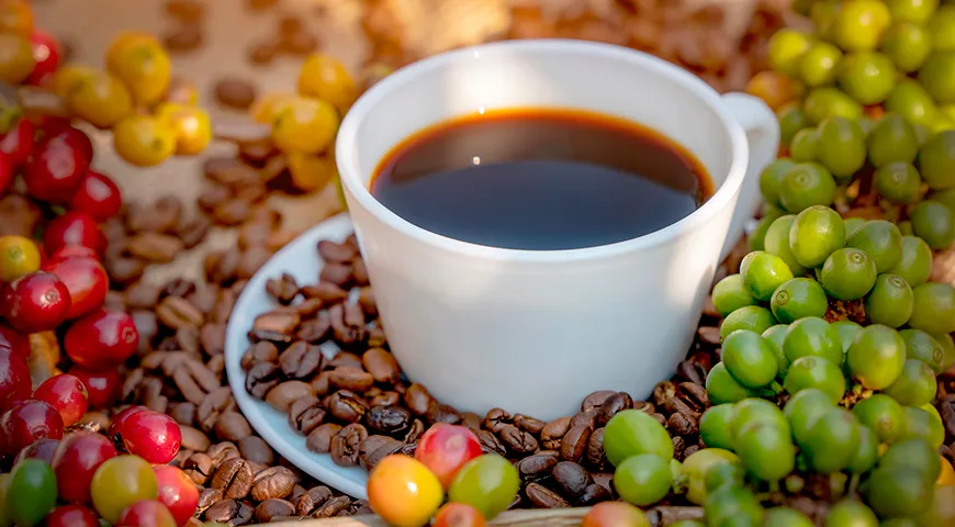 Благодаря высокому содержанию кофеина робуста может временно подавлять аппетит и ускорять метаболизм