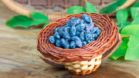 Сколько жимолости можно съедать за день? Узнали точную порцию