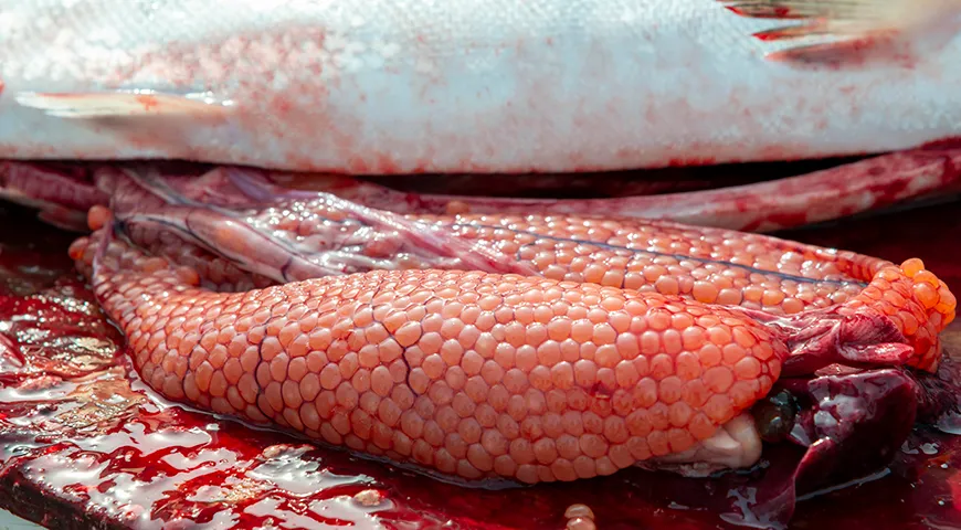 Икру горбуши извлекают сразу после улова, и это принципиальный момент, так как продукт не терпит отлагательств