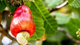 День кешью: как бразильское яблоко стало популярным во всем мире орехом