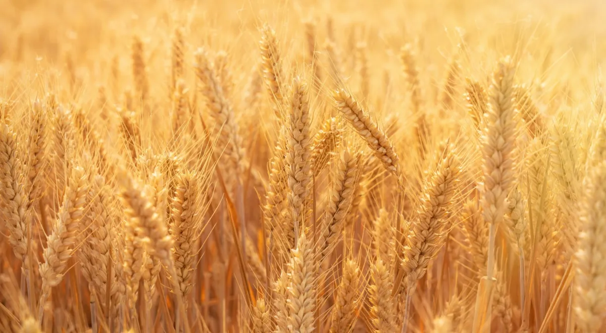 Ученые снизили содержание вредного вещества в пшенице на 93%: урожайность при этом не пострадала