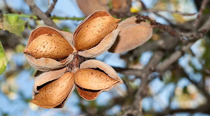 Основной сбор миндаля проводится в странах-производителях с августа по октябрь