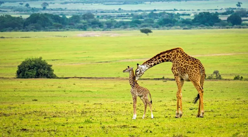 жираф, африка, молоко жирафа, два жирафа, пустыня, 