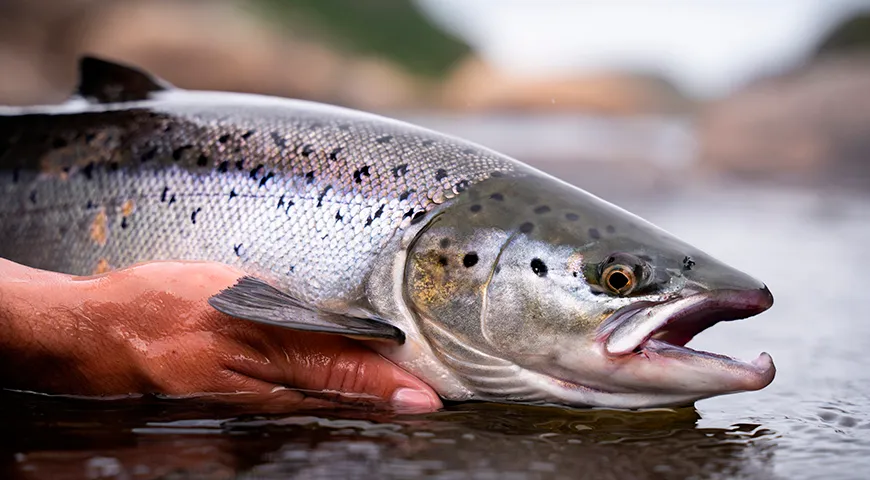 Промысел дикой семги ведется с мая по сентябрь