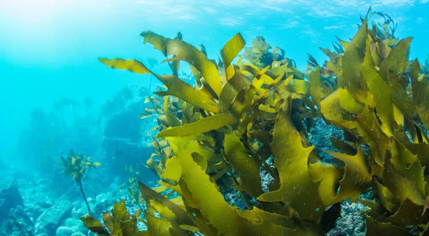 водоросли под водой