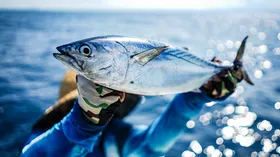 Польза и вред тунца. Как правильно есть эту рыбу