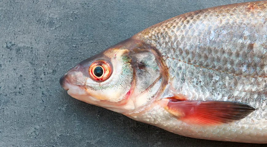 Качественный свежий рыбец пахнет нейтрально, с легкими речными или «морскими» нотками