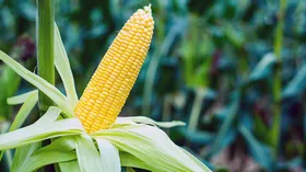 Как приготовить кукурузу в початках, как выбирать и как есть