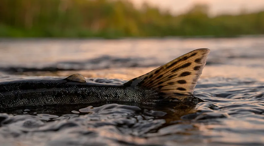Отличить чавычу от других лососей можно по крупным темным пятнам не только на спине, но и на обеих лопастях хвостового плавника
