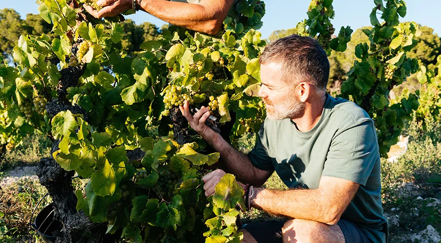 Органическое виноделие — это философия, в основе которой уважение к земле, к природе, к самому себе