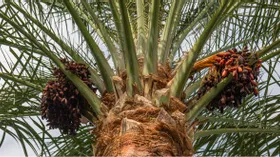 Конфеты с пальмы: польза и вред фиников, сколько их можно съедать без последствий для здоровья