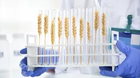 Зерно для вегетарианцев. Российские ученые хотят вывести суперполезный сорт пшеницы