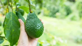 Новый сорт авокадо назван плодом будущего: чем он полезен