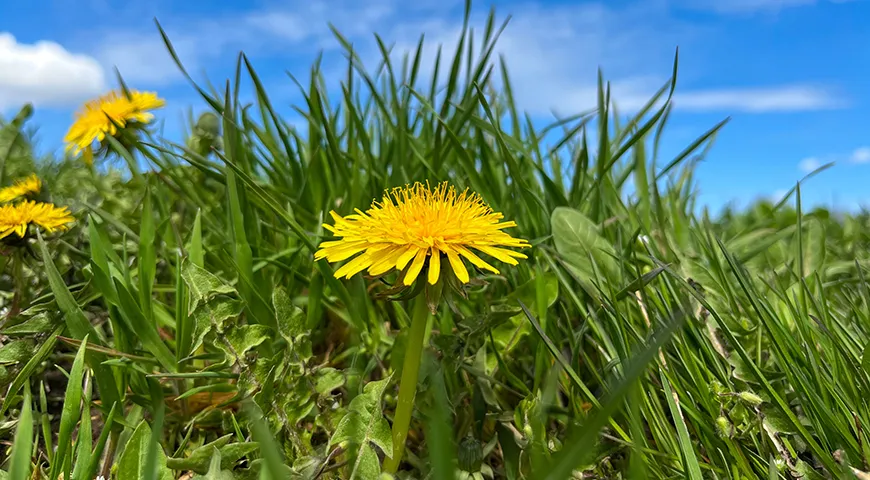 Ценность цветов одуванчика — в насыщенном желтом оттенке и характерном медово-травянистом запахе, который не исчезает даже после высушивания