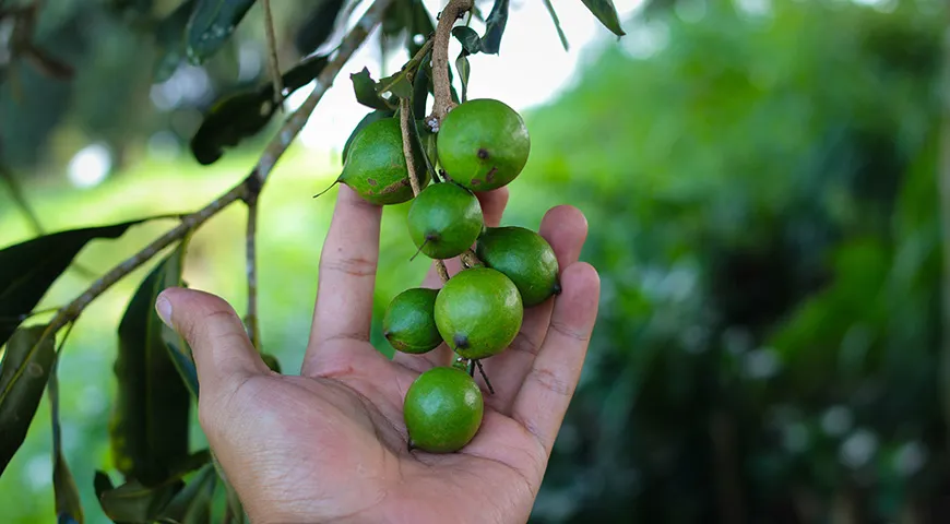 Первые плоды дерево макадамия дает только через 7 лет