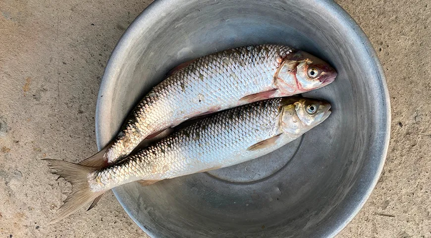 Спина свежего кутума должна оставаться темной, но без бурых или желтоватых пятен