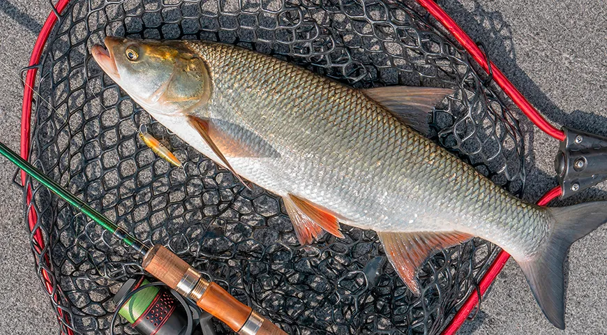 Жерех (Aspius aspius) — грозный хищник в мирном семействе карповых