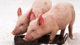 12 января — Анисьин день, когда готовят свиные желудки и гадают на них