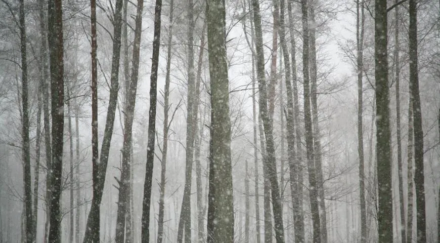 Что есть зимой в ненастную погоду без солнца