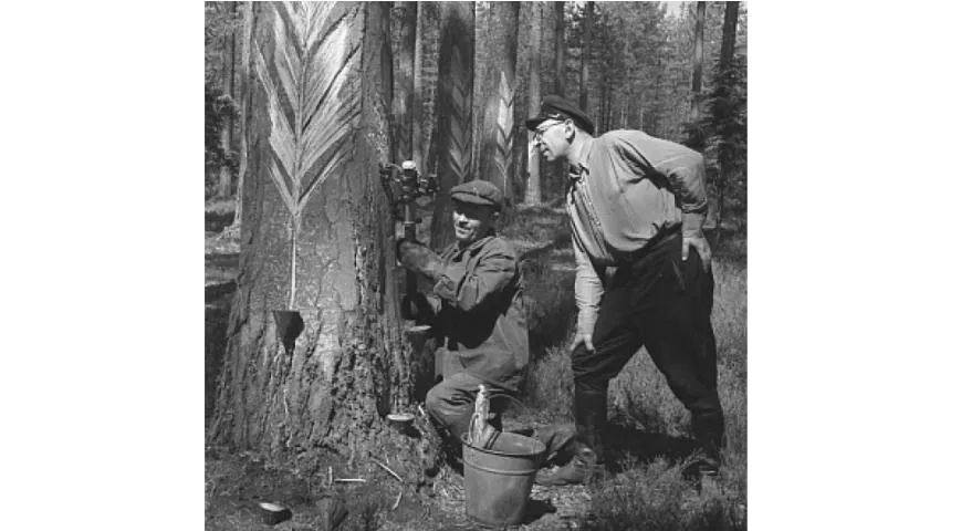 Сбор живицы хвойного дерева, 1957 год