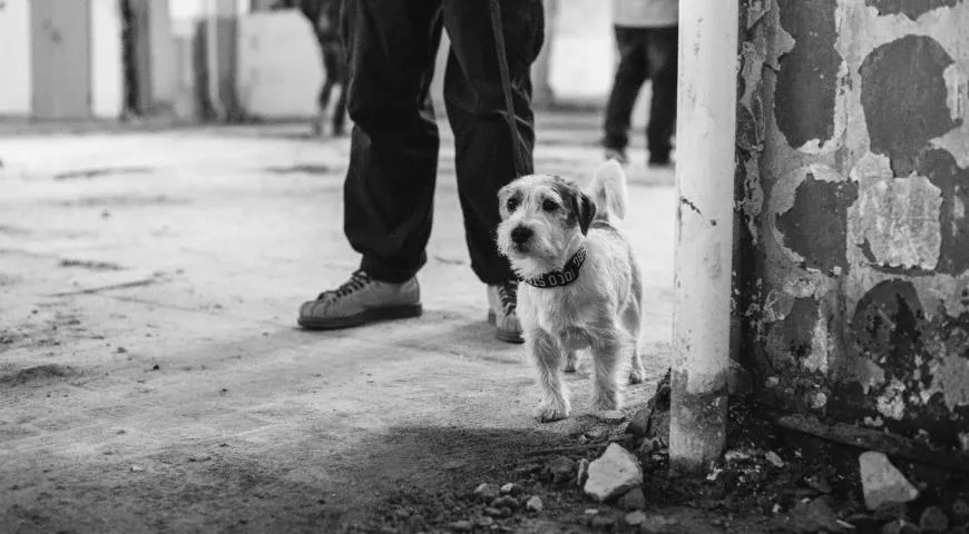 Руинные бары