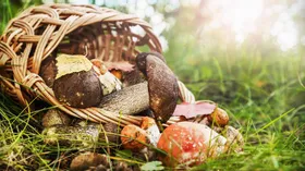 Быстрые и вкусные блюда с лесными грибами