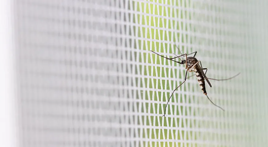 Москитные сетки с самыми мелкими ячейками защитят дом не только от комаров, но и от разнообразных мошек