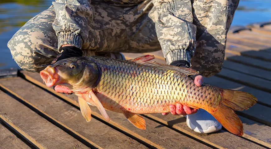 Наиболее вкусен и жирен сазан осенью (сентябрь-октябрь), когда он нагуливает жир на зиму