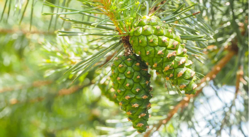 Молодые сосновые шишки&nbsp;— это небольшие, плотные образования конической или округлой формы