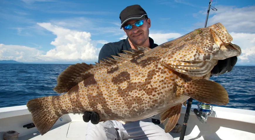 Размеры груперов разняться кардинально: от скромных 20-сантиметровых особей до особей в 2,7 метров в длину весом свыше 400 килограммов