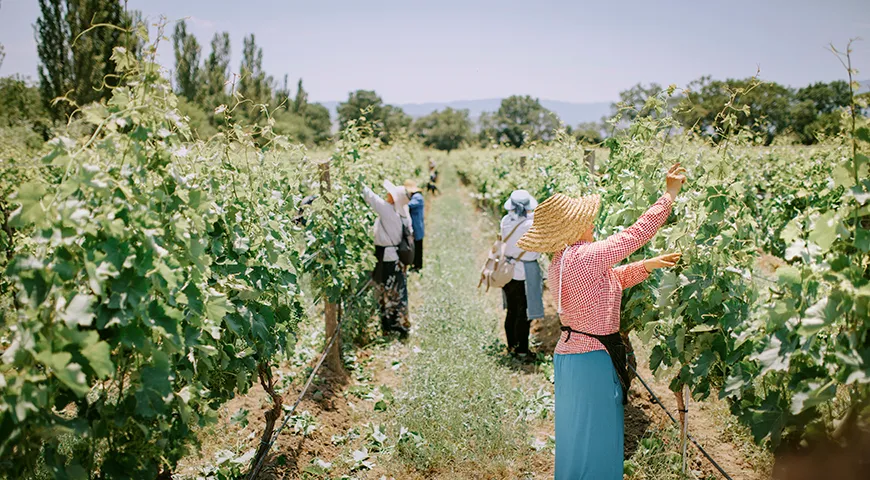 Виноград, выращенный на собственных угодьях, дает виноделу возможность контролировать каждый этап производства